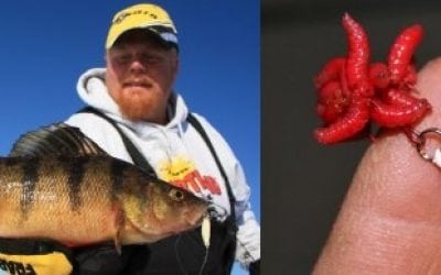 Baiting Technique Turns Fish to Stone