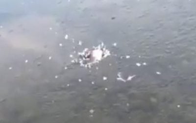 Bass Breaks Through Ice to Eat Topwater Lure