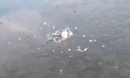 Bass Breaks Through Ice to Eat Topwater Lure