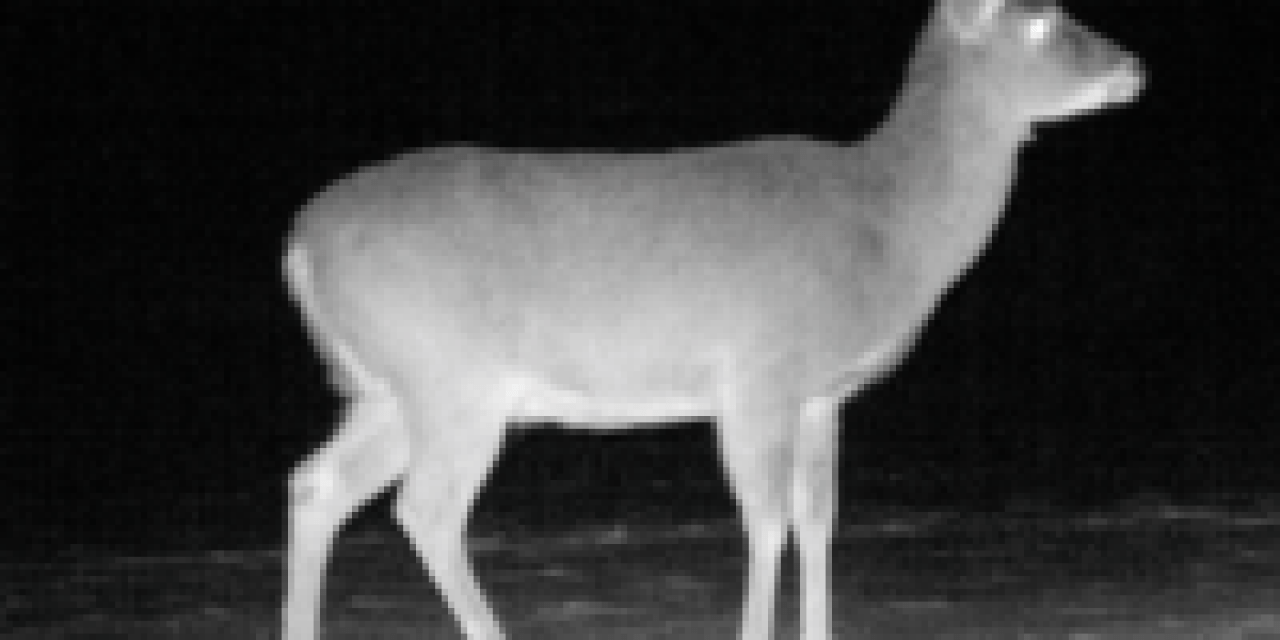 Big Whitetail Does are Smart Critters