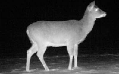 Big Whitetail Does are Smart Critters