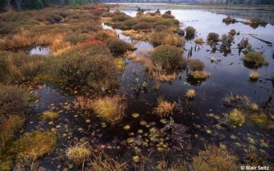 Black Moshannon State Park