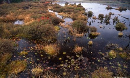 Black Moshannon State Park