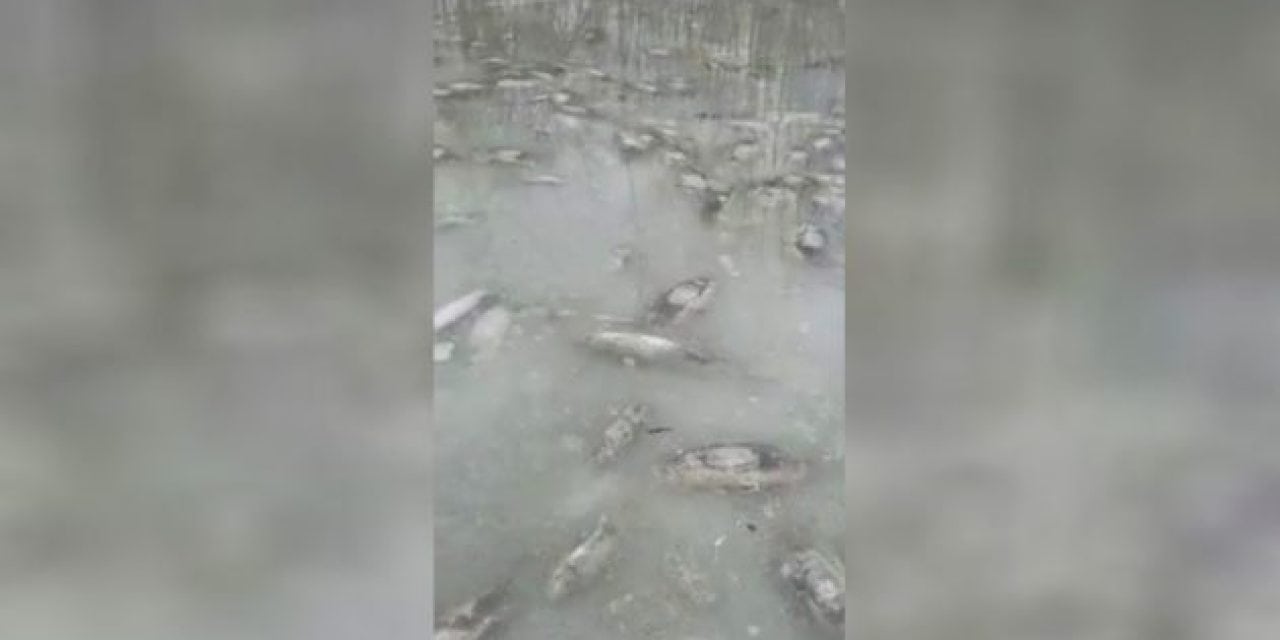 Check Out All the Frozen Carp This Guy Just Found