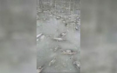 Check Out All the Frozen Carp This Guy Just Found