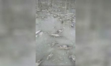 Check Out All the Frozen Carp This Guy Just Found
