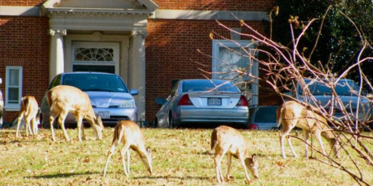 Colorado Springs Debates Urban Deer Hunting Program