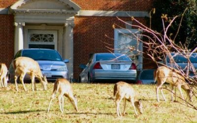 Colorado Springs Debates Urban Deer Hunting Program