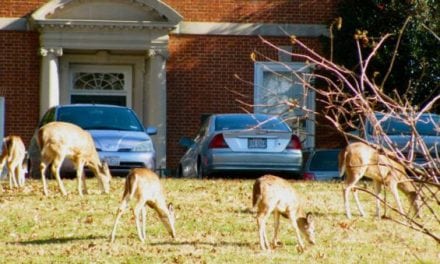 Colorado Springs Debates Urban Deer Hunting Program