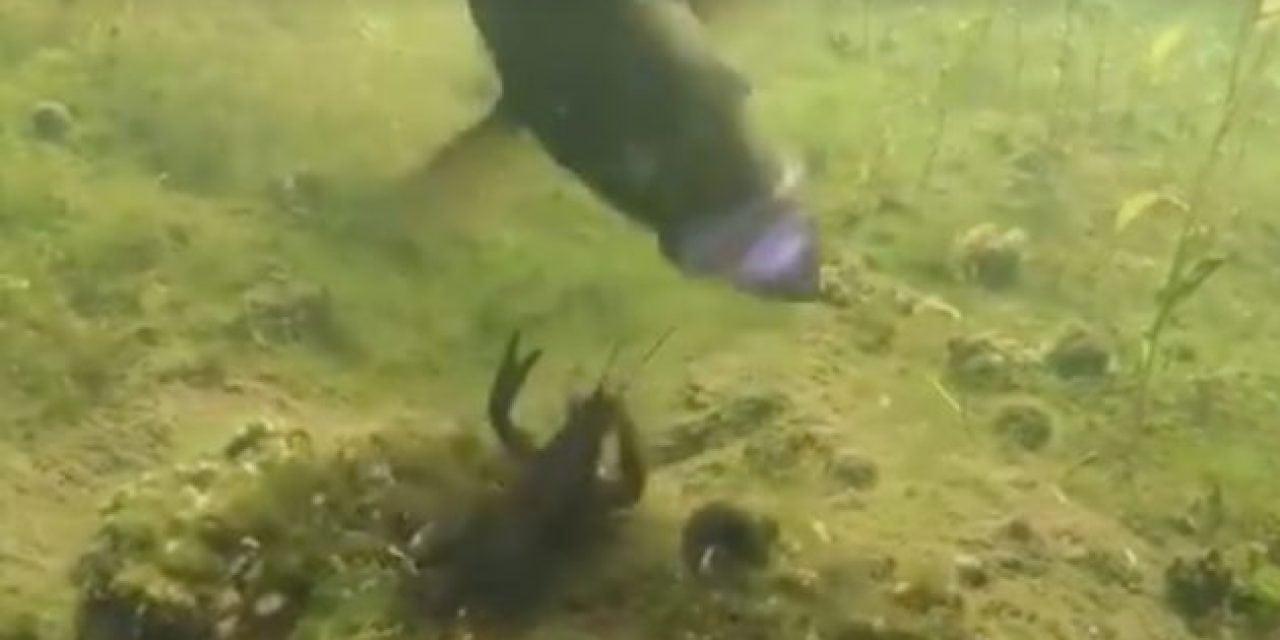 Crayfish Fights Back Against Hungry Smallmouth Bass