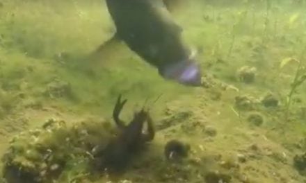 Crayfish Fights Back Against Hungry Smallmouth Bass