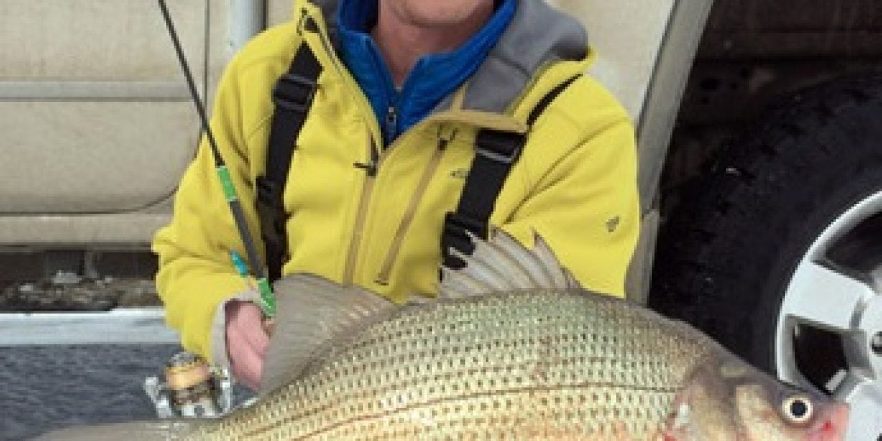 Devils Lake White Bass World Record Awaiting Confirmation