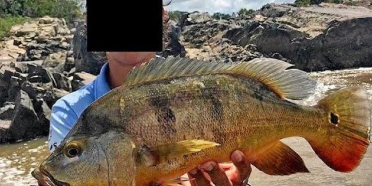 First-Ever Peacock Bass Has Officially Been Caught in Australia