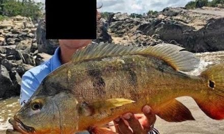 First-Ever Peacock Bass Has Officially Been Caught in Australia