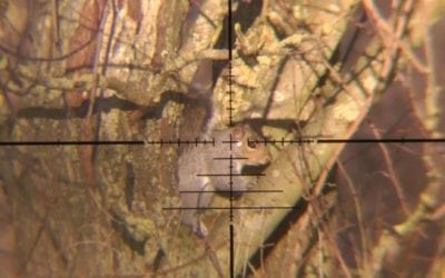 How to Hunt Late-Season Squirrels