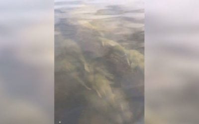 Hundreds of Flatheads School Together in Crazy Video