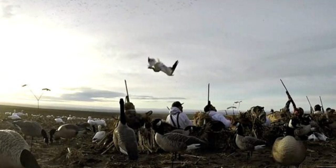 Hunter Takes a Goose to the Face as it Rockets to the Ground