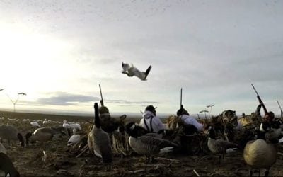 Hunter Takes a Goose to the Face as it Rockets to the Ground