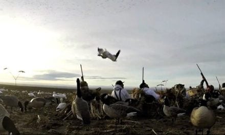 Hunter Takes a Goose to the Face as it Rockets to the Ground