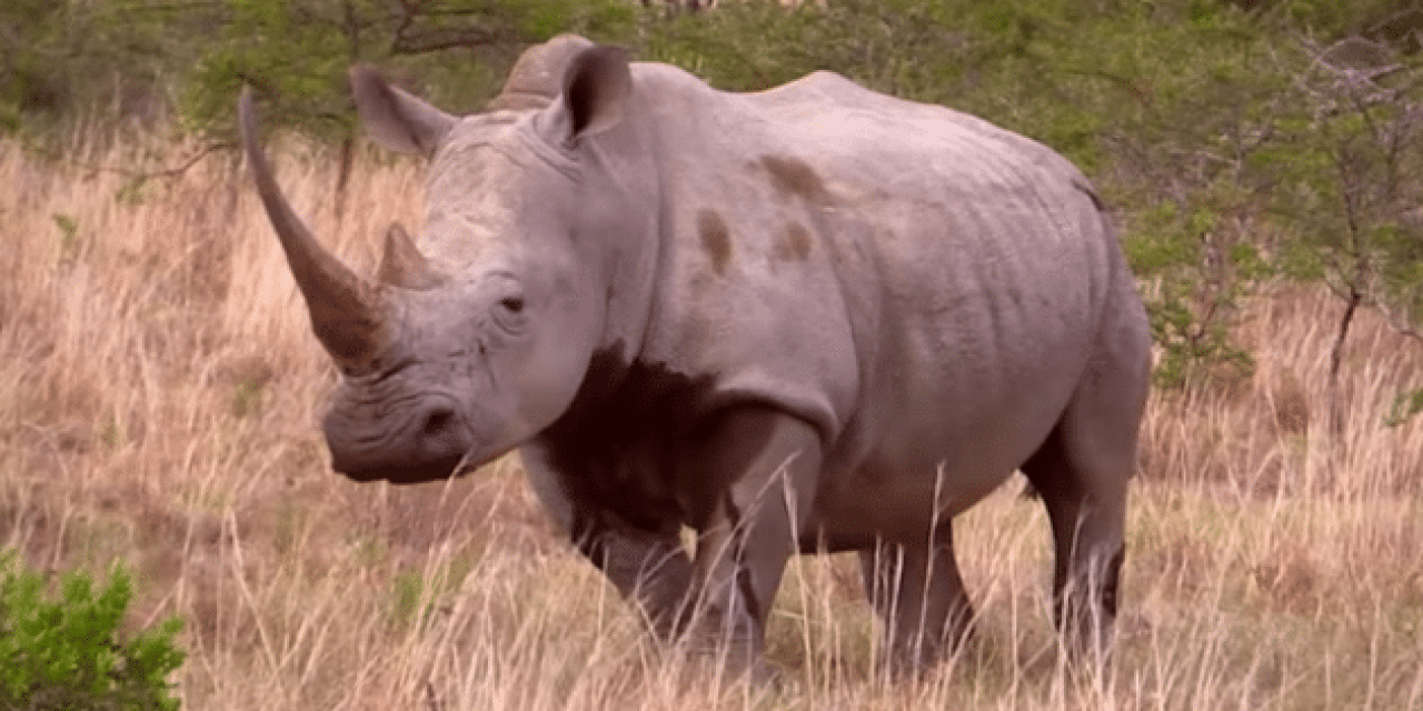 Hunting South African Rhino and Cape Buffalo is Pure Excitement