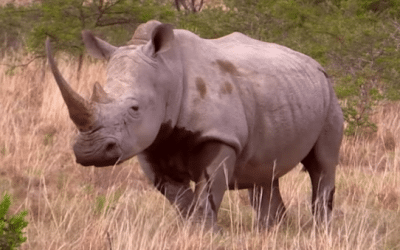 Hunting South African Rhino and Cape Buffalo is Pure Excitement