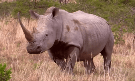 Hunting South African Rhino and Cape Buffalo is Pure Excitement