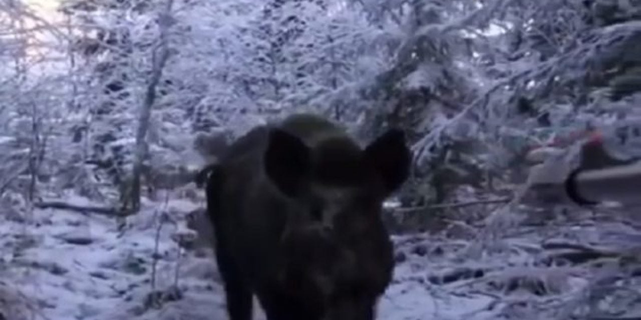 Hunting Wild Boar in Russia Gets Real Personal Quick