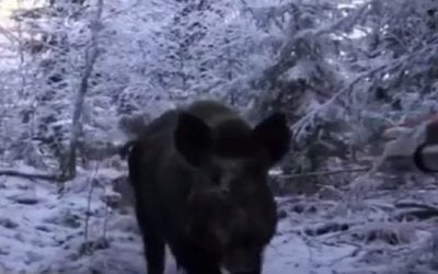 Hunting Wild Boar in Russia Gets Real Personal Quick