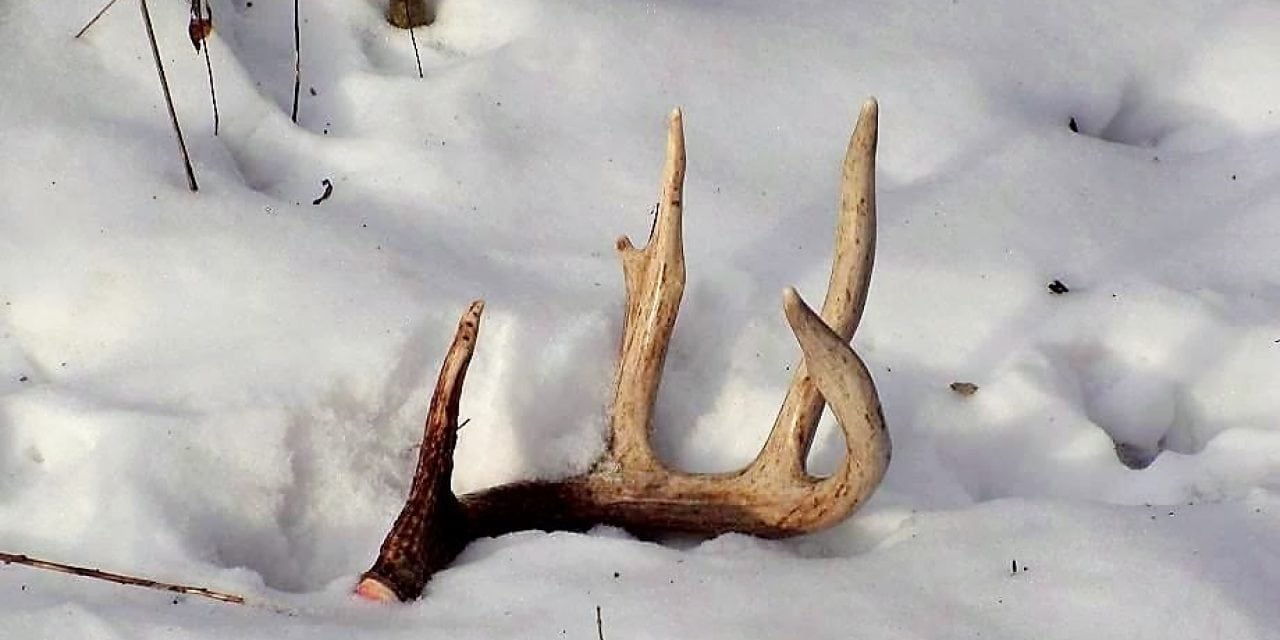 Is It Time To Begin Looking For Shed Deer Antlers?