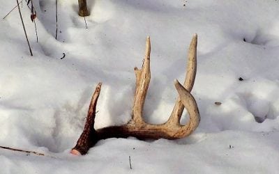 Is It Time To Begin Looking For Shed Deer Antlers?