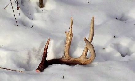 Is It Time To Begin Looking For Shed Deer Antlers?
