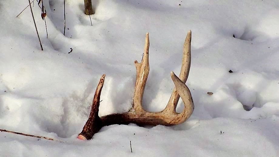 is it time to begin looking for shed deer antlers