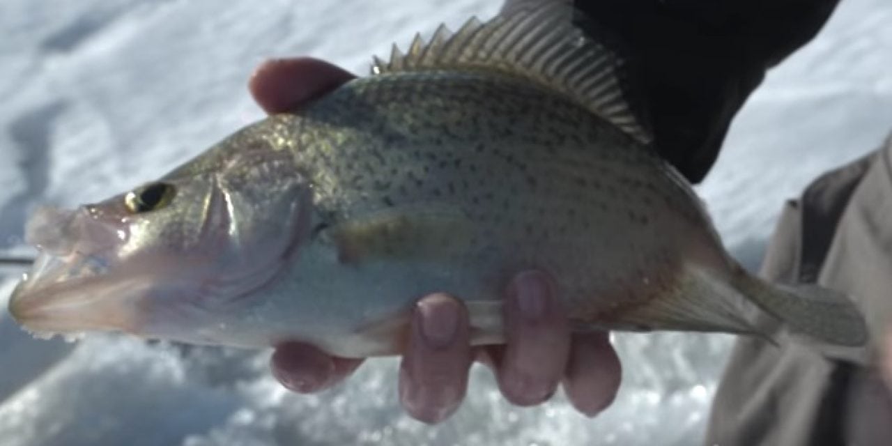 Jason Mitchell Outdoors Television – Crappies we catch on Lake Oahe (Video)