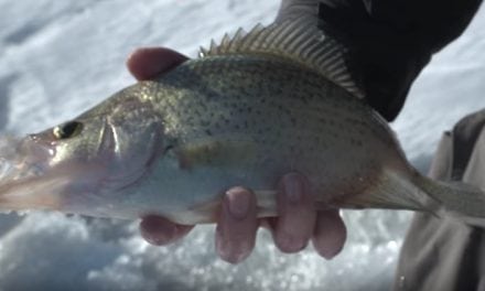 Jason Mitchell Outdoors Television – Crappies we catch on Lake Oahe (Video)