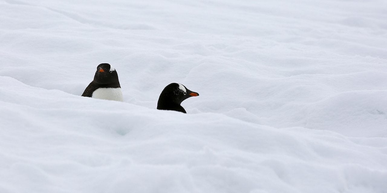 Last Frame: Roadblock On Penguin Highway