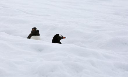 Last Frame: Roadblock On Penguin Highway