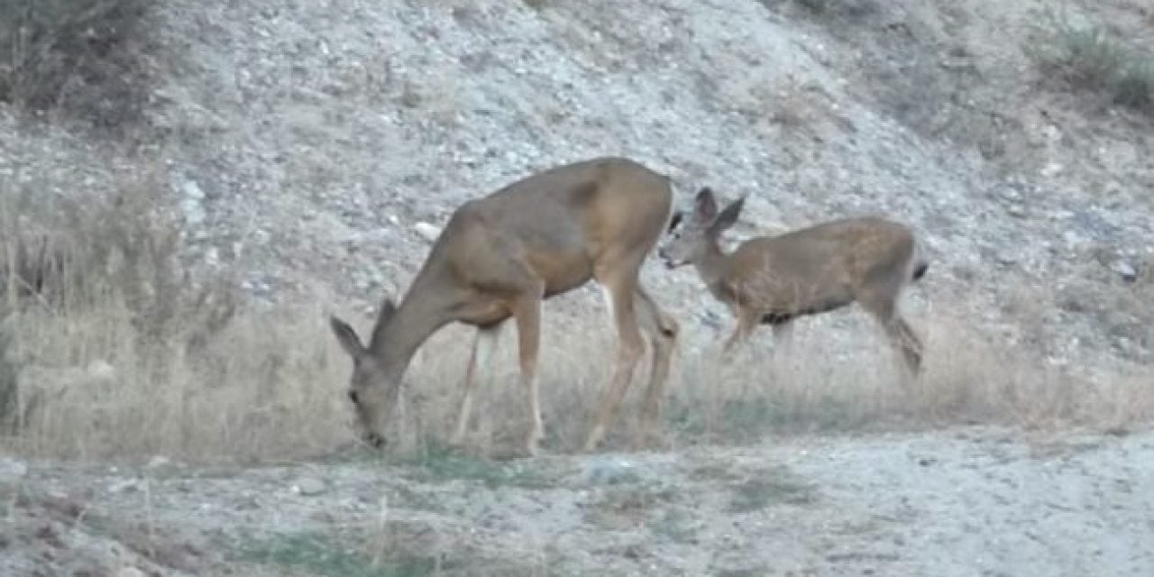 Live Deer Invade Active Gun Range