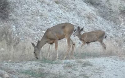 Live Deer Invade Active Gun Range