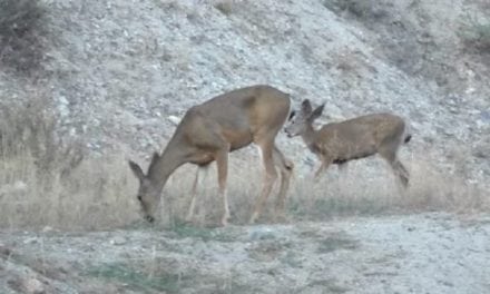 Live Deer Invade Active Gun Range