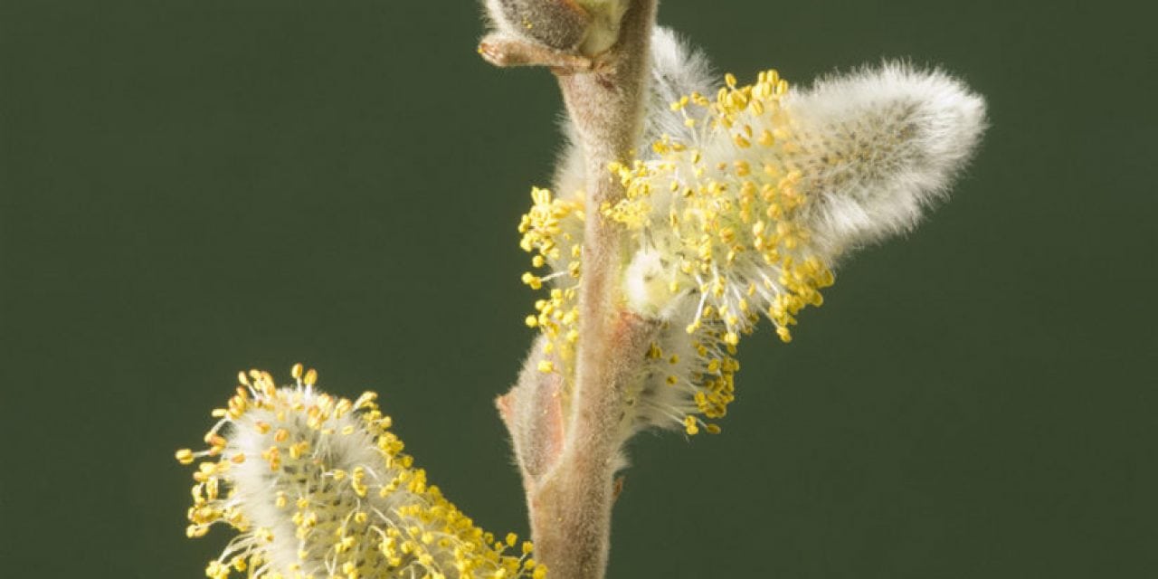 Macro Studio Close-Ups