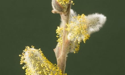 Macro Studio Close-Ups