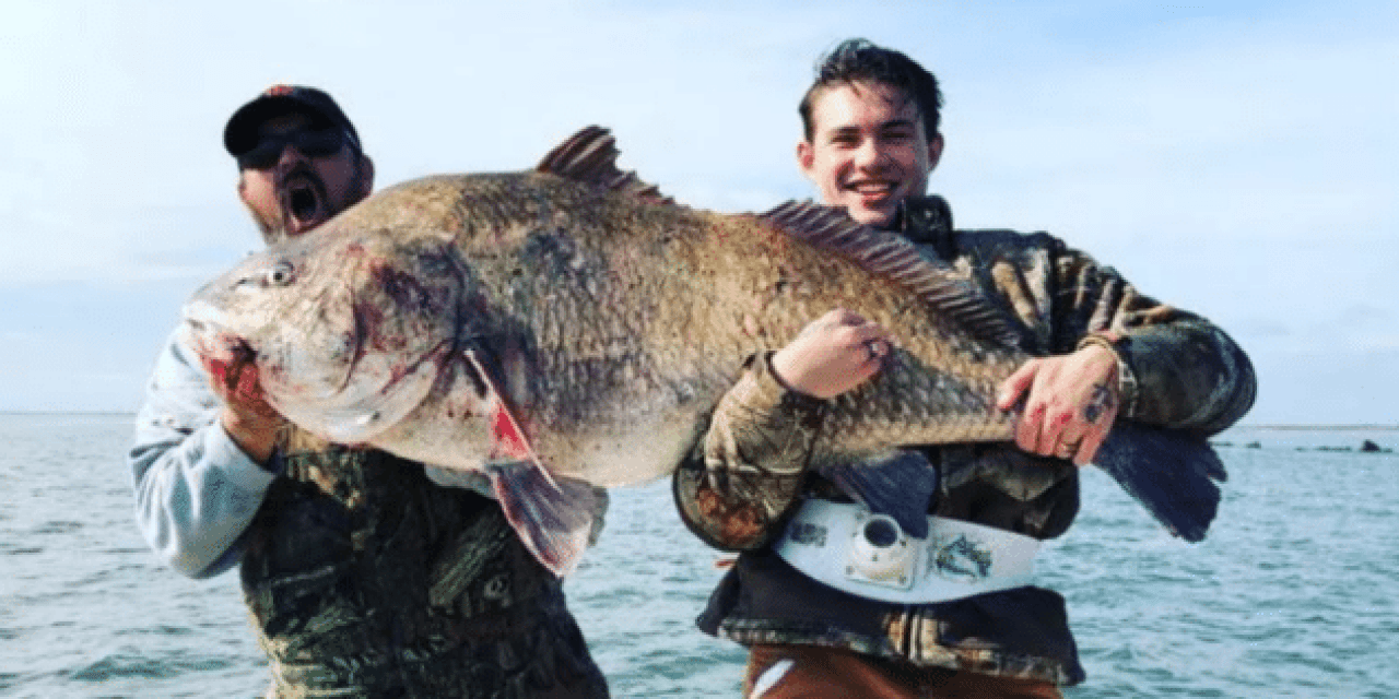 Monster World-Record Drum Caught, Not Yet Confirmed