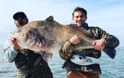 Monster World-Record Drum Caught, Not Yet Confirmed