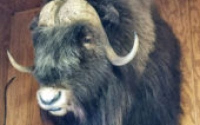 Nugent: El Frio Winter Deer Fun