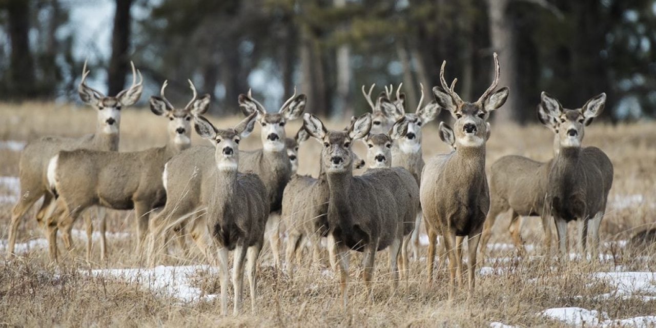 Panhandle reports increased deer harvest