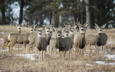 Panhandle reports increased deer harvest