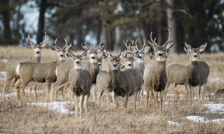 Panhandle reports increased deer harvest