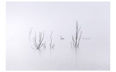 Photo Of The Day By Andrew Thomas