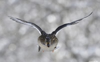 Photo Of The Day By Bert de Tilly