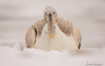 Photo Of The Day By Linda Hougaard